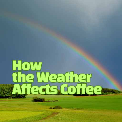 Weather Affects Coffee